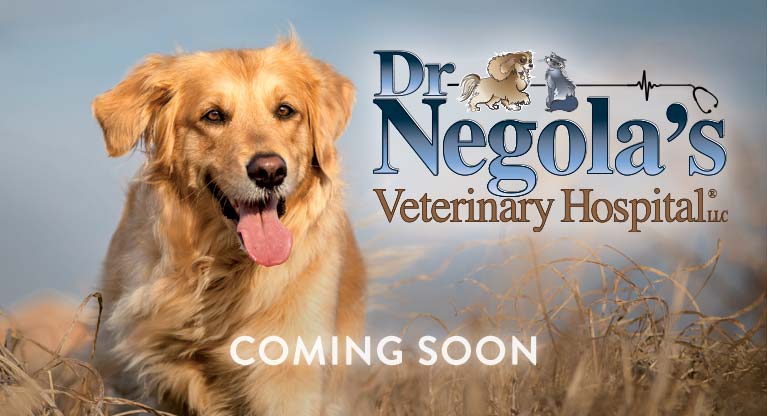 Dr. Negola's Veterinary Hospital Coming Soon